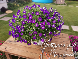 Петуния Blanket Violet  (13шт.) (от сохраненных маточных растений) МАРТ