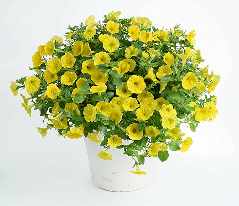 Петуния Capella Hello Yellow