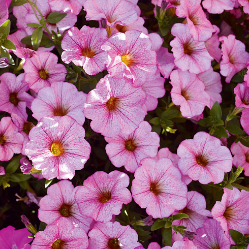 Петхоа SuperCal® Blushing Pink
