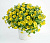 Петуния Capella Hello Yellow