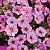 Петхоа SuperCal® Blushing Pink