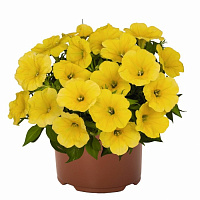 Петуния Surprise Canary Yellow