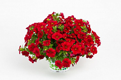 Калибрахоа Calitastic Bright Red