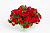 Калибрахоа Calitastic Bright Red