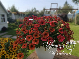 Петхоа Chameletunia® Cinnamon