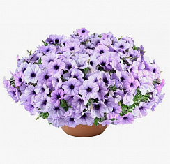 Петуния Cascadias Lavender Ice