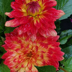 Георгина Labella Maggiore Fun Flame