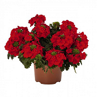 Вербена Empress Flair Red
