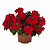 Вербена Empress Flair Red