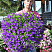 Петуния Blanket Violet