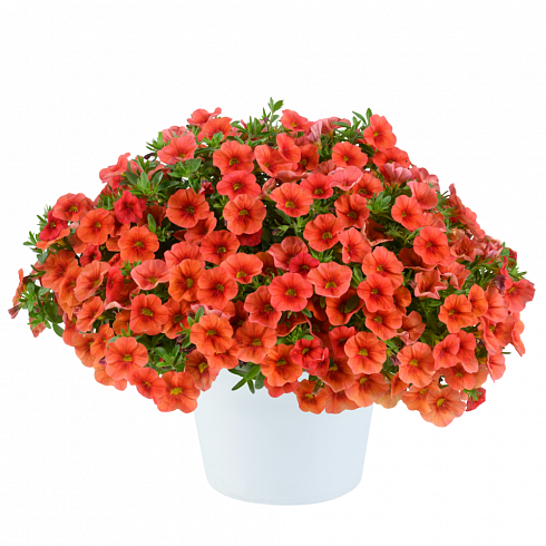 Калибрахоа COLIBRI™ Tangerine