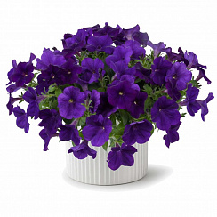 Петуния CASCADIAS™ INDIGO