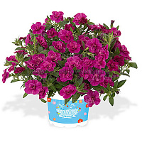 Калибрахоа Aloha Double Purple