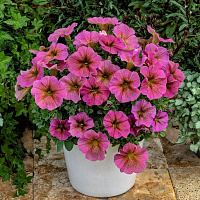 Петхоа Petchoa Chameletunia® Sunray Pink