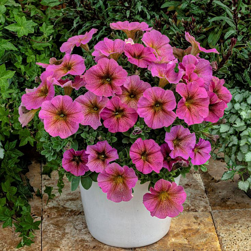 Петхоа Petchoa Chameletunia® Sunray Pink