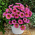 Петхоа Petchoa Chameletunia® Sunray Pink