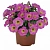 Петуния Sweetunia Baby Pink 2026