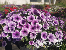 Петуния Петуния Bonnie Lavender Face (13шт.) АПРЕЛЬ
