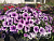 Петуния Петуния Bonnie Lavender Face (13шт.) АПРЕЛЬ