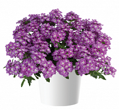 Вербена VANESSA Optik Grape