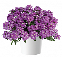 Вербена VANESSA Optik Grape