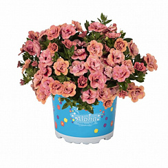 Калибрахоа Aloha Double Apricot (13шт.) МАРТ