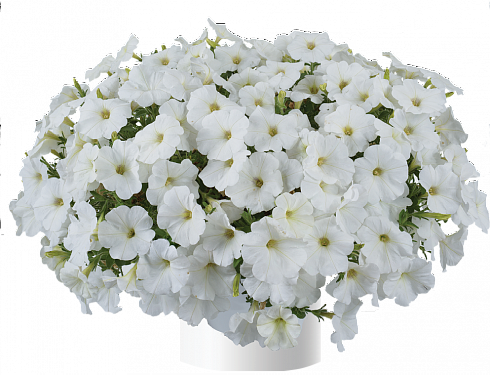 Петуния Cascadias Iceberg