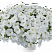 Петуния Cascadias Iceberg