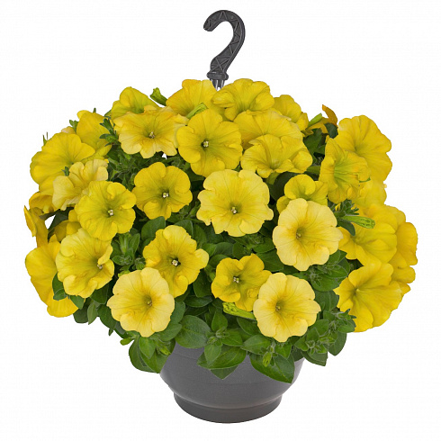 Петуния Surprise Canary Yellow 2025 (13 шт.) АПРЕЛЬ