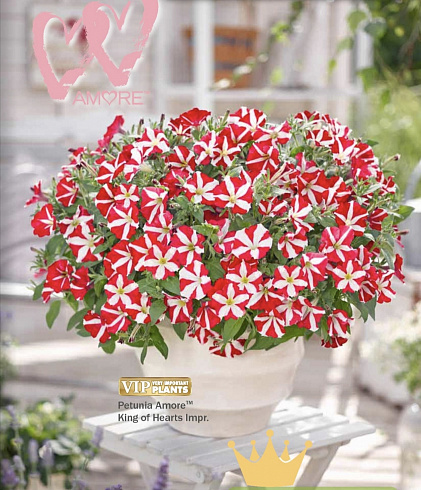 Петуния Amore King of Hearts