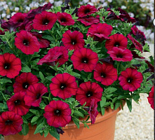 Петхоа Chameletunia® Bordeaux (13шт.)