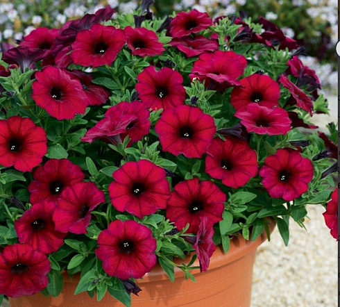 Петхоа Chameletunia® Bordeaux (13шт.) МАРТ