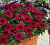 Петхоа Chameletunia® Bordeaux (13шт.)
