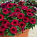Петхоа Chameletunia® Bordeaux (13шт.) МАРТ