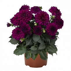 Георгина Hypnotica Purple