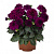 Георгина Hypnotica Purple
