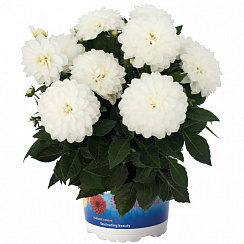 Георгина Hypnotica® White