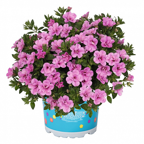 Калибрахоа Aloha Double Soft Pink Confetti Garden (13шт. ) МАРТ