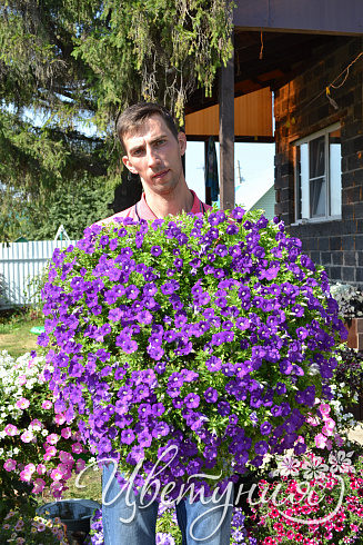 Петуния Blanket Violet