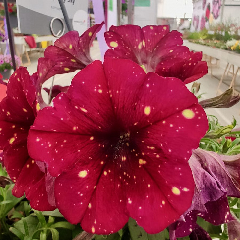 Петуния AlpeTunia Burgundy Sky (13 шт.) АПРЕЛЬ