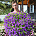 Петуния Blanket Violet