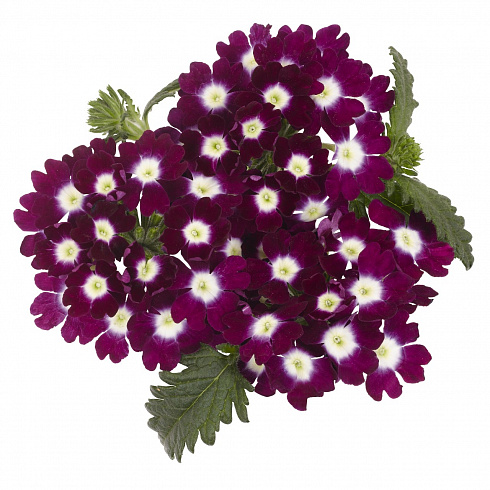 Вербена Empress Burgundy Charme (13 шт.) МАРТ