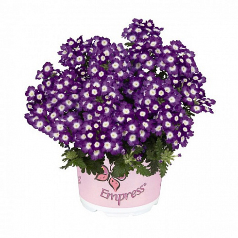 Вербена Empress Flair Violet Charme (13 шт.) МАРТ
