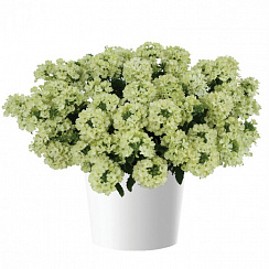 Вербена Vanessa Compact Lime