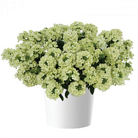 Вербена Vanessa Compact Lime