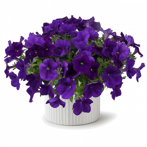 Петуния CASCADIAS™ INDIGO