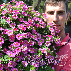 Калибрахоа Rave Pink