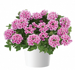 Вербена VANESSA COMPACT Rosa