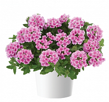 Вербена VANESSA COMPACT Rosa