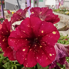 Петуния AlpeTunia Burgundy Sky (13 шт.) АПРЕЛЬ
